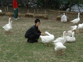 ../2000/05/07-charles_river-MA-geese-nora_1.jpg