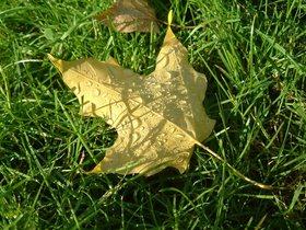 ../2002/10/27-mt_auburn-MA-cemetery-dew.jpg