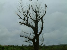 ../2007/08/07-1554-by_nora-beach-tree-bynora.jpg