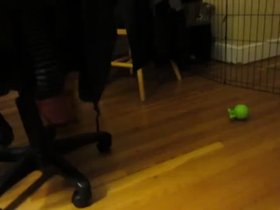 25-casper-playing-discus.mp4