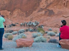 ../2015/11/22-1541-tourists-rams-valley_of_fire-NV.jpg