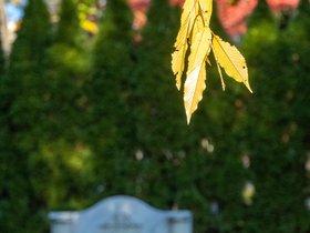 ../2021/11/13-1459-mt_auburn-MA-autumn-tree-cemetery.jpg