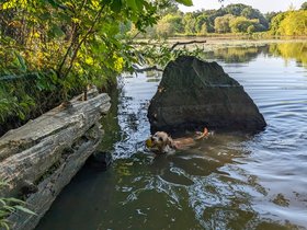 ../2023/09/04-1643-swimming-fresh_pond-MA-nixie.jpg
