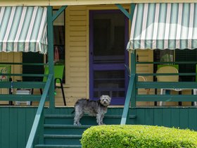 ../2025/07/05-1148-peaks_island-ME-portland_ME-dog.jpg