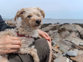 ../2025/07/05-1257-nixie-peaks_island-ME-portland_ME-beach.jpg