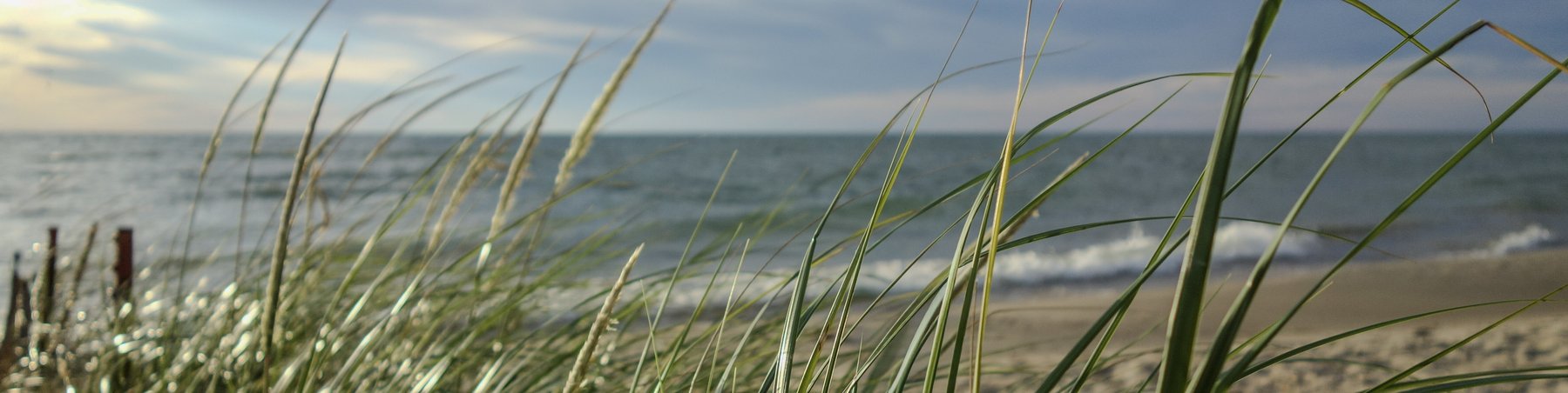 beach grass