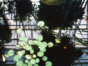 ../1990-2000/00/scan-0294-plant-pond.jpg