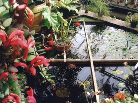../1990-2000/00/scan-0295-garden-pond.jpg