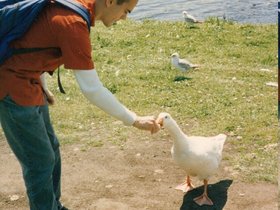 ../1990-2000/00/scan-0649-geese-charles_river-joseph.jpg