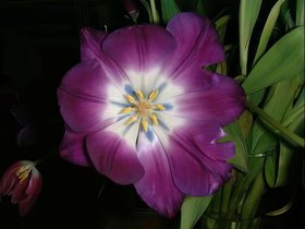 ../1999/12/19-flower_1.jpg