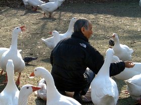 feeding geese
