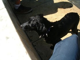 ../2000/03/24-AUS-rts-gathering-puppy.jpg