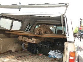 ../2000/04/23-fellspoint-dog.jpg