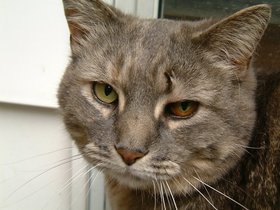 ../2000/06/18-cat.jpg