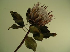 ../2001/02/05-nora-flower.jpg