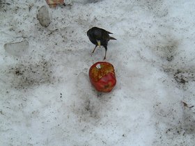../2001/03/11-bird-apple.jpg