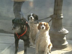 ../2001/03/18-st_patricks-st_pattys-parade_1.jpg