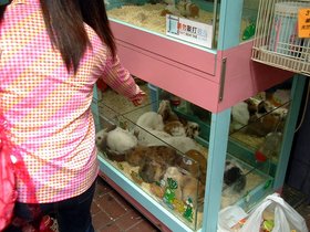 ../2001/04/28-HKG-mongkok-bunny.jpg