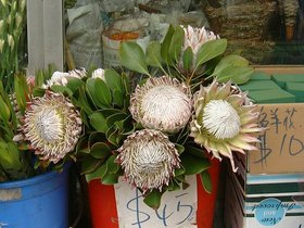 ../2001/04/28-HKG-mongkok-flower.jpg