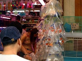 ../2001/04/28-HKG-mongkok-goldfish.jpg