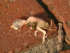 ../2001/08/03-dead-bird-peep.jpg