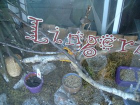 ../2001/12/24-baltimore-MD-store-window-bird.jpg