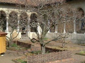 ../2002/02/17-cloisters-NY-tree.jpg