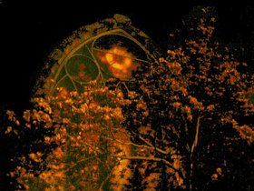 ../2002/04/13-church-tree.jpg