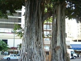 ../2002/05/09-oahu-HI-tree.jpg