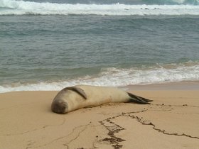../2002/05/12-kauai-HI-seal.jpg
