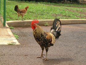../2002/05/13-kauai-HI-rooster.jpg