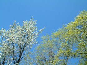 ../2003/04/30-tree-flowering.jpg
