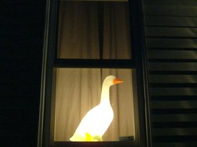 duck in window