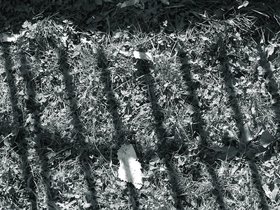 ../2003/08/24-brooklyn-NY-dumbo-grass-shadow.jpg