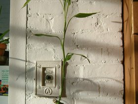brooklyn apt bamboo