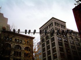 manhattan pigeons