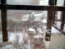 snow in spider web