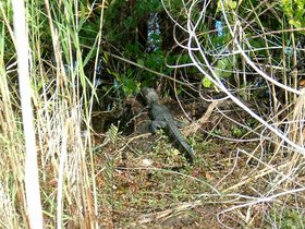 ../2004/01/06-miami-FL-everglades-alligator-log.jpg
