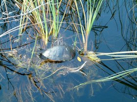 ../2004/01/06-miami-FL-everglades-turtle.jpg