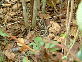 ../2004/01/06-snake-miami-FL-everglades-diamond-bake-rattler.jpg