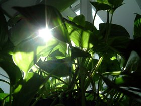 ../2004/03/14-brooklyn-NY-plant-sun.jpg