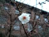 rainy flower