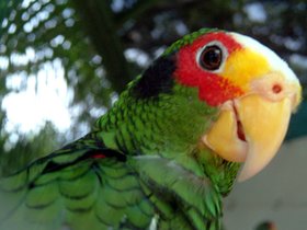 ../2004/08/04-miami-FL-parrot-hello.jpg