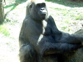 ../2005/04/17-bronx-NY-zoo-ape-close.jpg