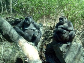 ../2005/04/17-bronx-NY-zoo-ape-pair.jpg