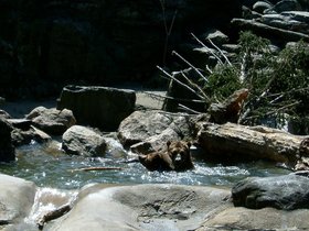 ../2005/04/17-bronx-NY-zoo-bear.jpg