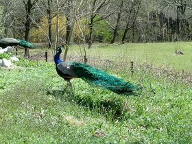 ../2005/04/17-bronx-NY-zoo-peacock.jpg