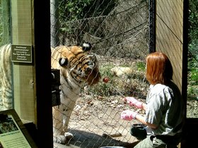 ../2005/04/17-bronx-NY-zoo-tiger.jpg
