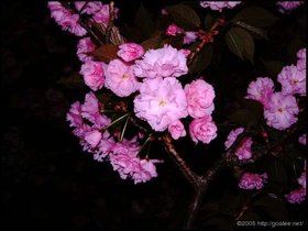 night flower