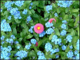 ../2005/04/24-brooklyn_botanical-garden-flower.jpg